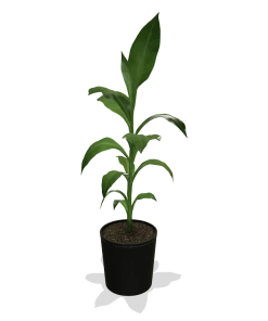 Fast Growing Trees Banana Trees Cold Hardy Banana Tree 11 Fast Growing Trees Banana Trees Cold Hardy Banana Tree