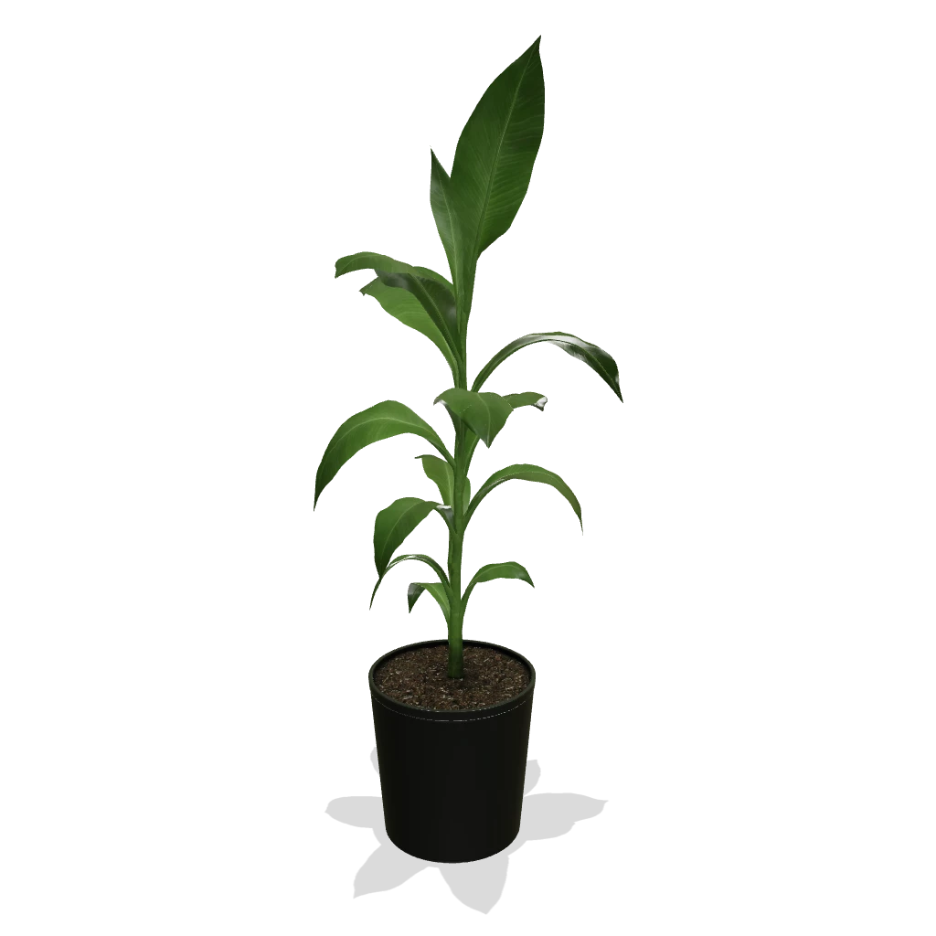 Fast Growing Trees Banana Trees Cold Hardy Banana Tree 5 Fast Growing Trees Banana Trees Cold Hardy Banana Tree