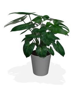 Fast Growing Trees Floor Plants Monstera Deliciosa (Swiss Cheese Plant) 18 Fast Growing Trees Floor Plants Monstera Deliciosa (Swiss Cheese Plant)