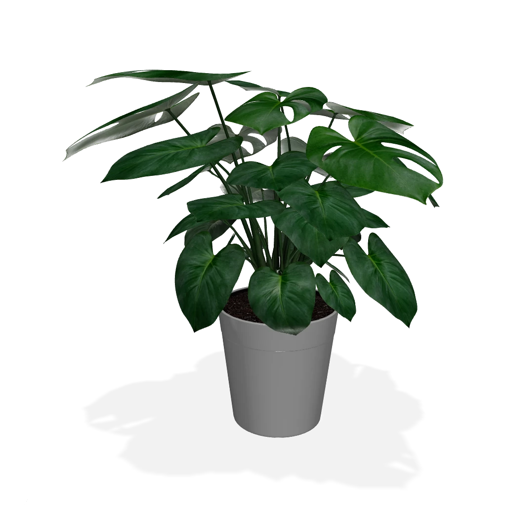 Fast Growing Trees Floor Plants Monstera Deliciosa (Swiss Cheese Plant) 5 Fast Growing Trees Floor Plants Monstera Deliciosa (Swiss Cheese Plant)