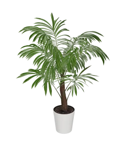 Fast Growing Trees Majesty Palm Tree