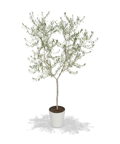 Fast Growing Trees Arbequina Olive Tree 10 Fast Growing Trees Arbequina Olive Tree