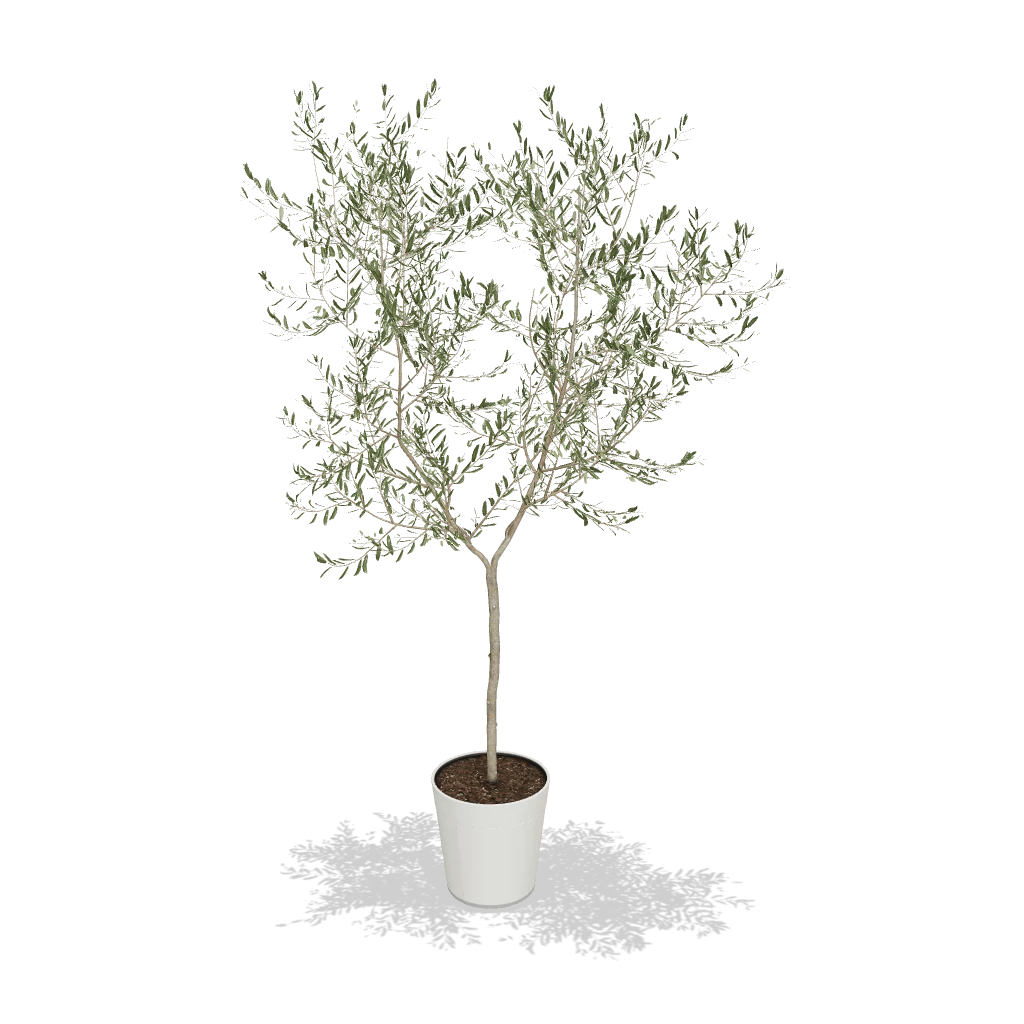 Fast Growing Trees Arbequina Olive Tree 5 Fast Growing Trees Arbequina Olive Tree