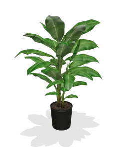 Fast Growing Trees Dwarf Cavendish Banana Tree