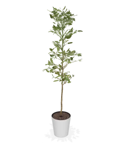 Fast Growing Trees Avocado Trees Cold Hardy Avocado Tree 12 Fast Growing Trees Avocado Trees Cold Hardy Avocado Tree