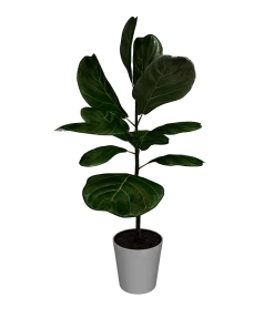 Fast Growing Trees Fiddle-Leaf Fig Tree 23 Fast Growing Trees Fiddle-Leaf Fig Tree