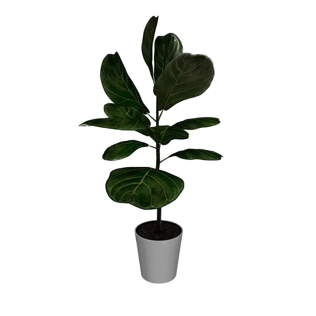 Fast Growing Trees Fiddle-Leaf Fig Tree 7 Fast Growing Trees Fiddle-Leaf Fig Tree