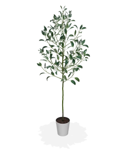 Fast Growing Trees Hass Avocado Tree 12 Fast Growing Trees Hass Avocado Tree