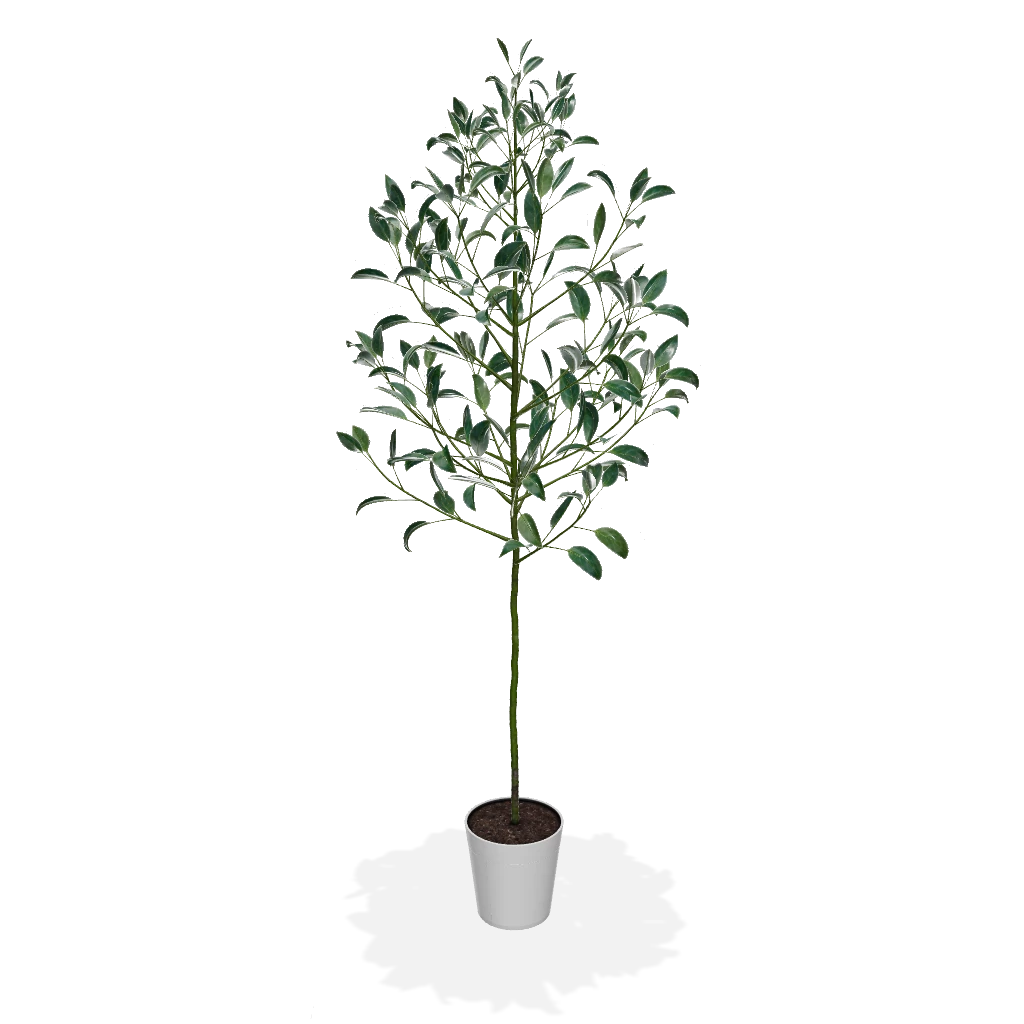 Fast Growing Trees Hass Avocado Tree 5 Fast Growing Trees Hass Avocado Tree