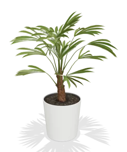 Fast Growing Trees Windmill Palm Tree