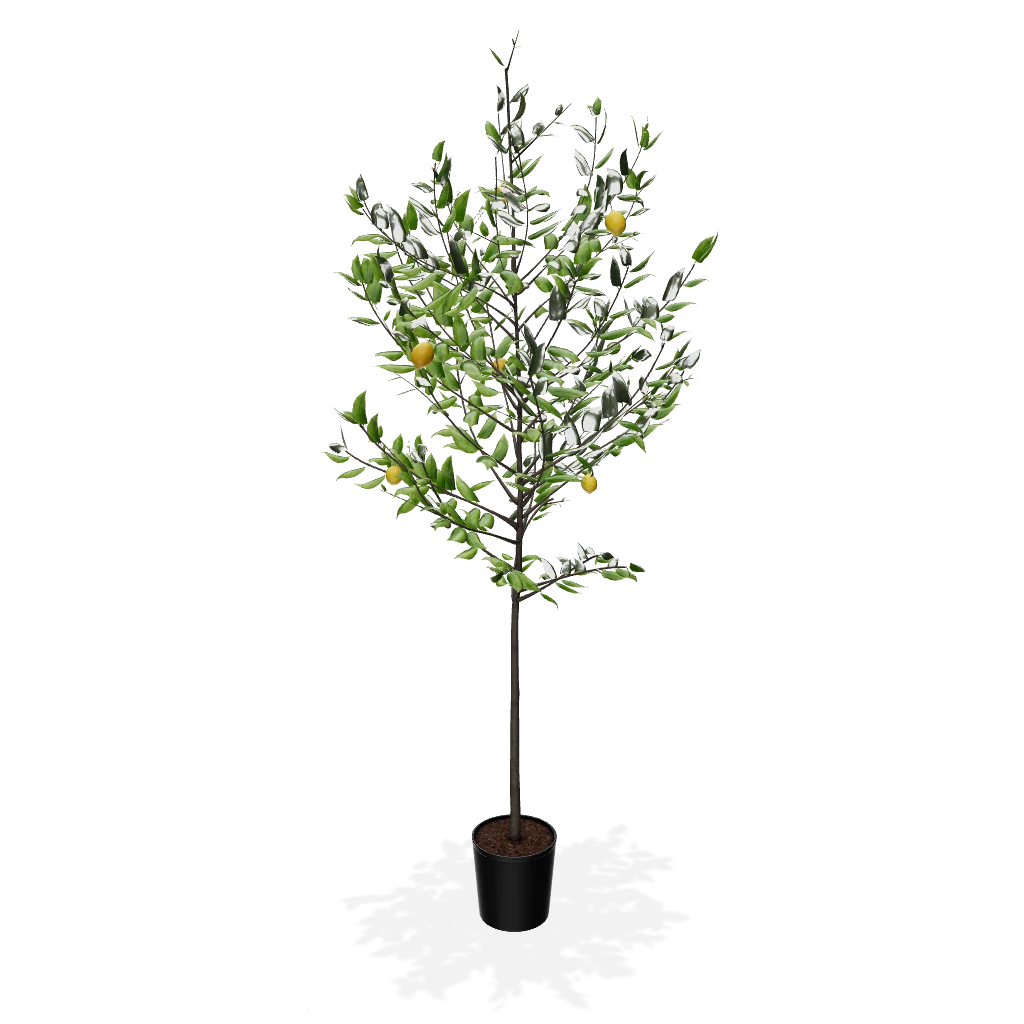 Fast Growing Trees Meyer Lemon Tree 5 Fast Growing Trees Meyer Lemon Tree