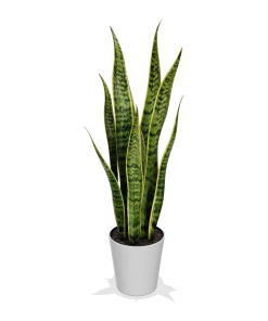 Fast Growing Trees Air Purifying House Plants Snake Plant