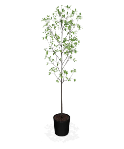 Fast Growing Trees Apple Trees Honeycrisp™ Apple Tree