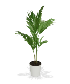 Fast Growing Trees Christmas Palm Palm Trees