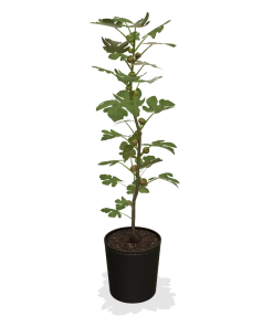 Fast Growing Trees Chicago Hardy Fig Tree 9 Fast Growing Trees Chicago Hardy Fig Tree