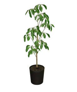 Fast Growing Trees Carefree House Plants Umbrella Tree
