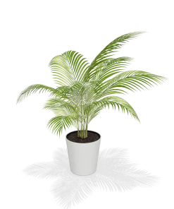 Fast Growing Trees Areca Palm Tree 13 Fast Growing Trees Areca Palm Tree