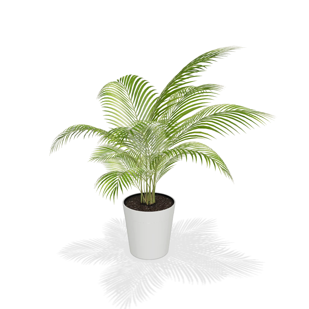 Fast Growing Trees Areca Palm Tree 5 Fast Growing Trees Areca Palm Tree