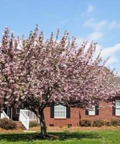 Fast Growing Trees Robinson Crabapple Tree 10 Fast Growing Trees Robinson Crabapple Tree