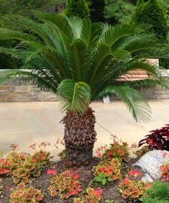 Fast Growing Trees Palm Trees Sago Palm Tree
