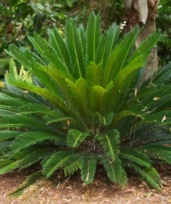 Fast Growing Trees Palm Trees Sago Palm Tree