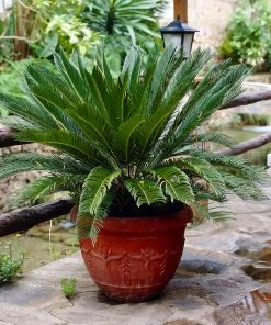 Fast Growing Trees Palm Trees Sago Palm Tree