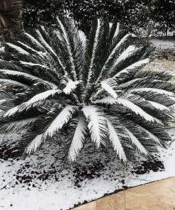 Fast Growing Trees Palm Trees Sago Palm Tree