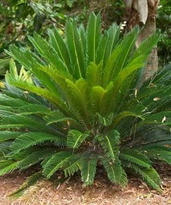 Fast Growing Trees Palm Trees Sago Palm Tree