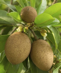 Fast Growing Trees See All Fruit Trees Sapodilla Tree