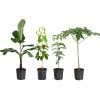 Fast Growing Trees Avocado Trees Smoothie Kit