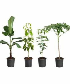 Fast Growing Trees Avocado Trees Smoothie Kit