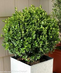 Fast Growing Trees Sprinter® Boxwood Shrub 9 Fast Growing Trees Sprinter® Boxwood Shrub
