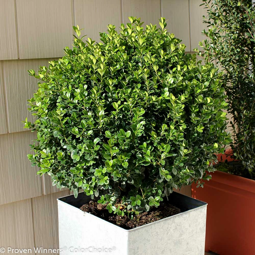 Fast Growing Trees Sprinter® Boxwood Shrub 5 Fast Growing Trees Sprinter® Boxwood Shrub