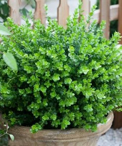 Fast Growing Trees Sprinter® Boxwood Shrub 10 Fast Growing Trees Sprinter® Boxwood Shrub