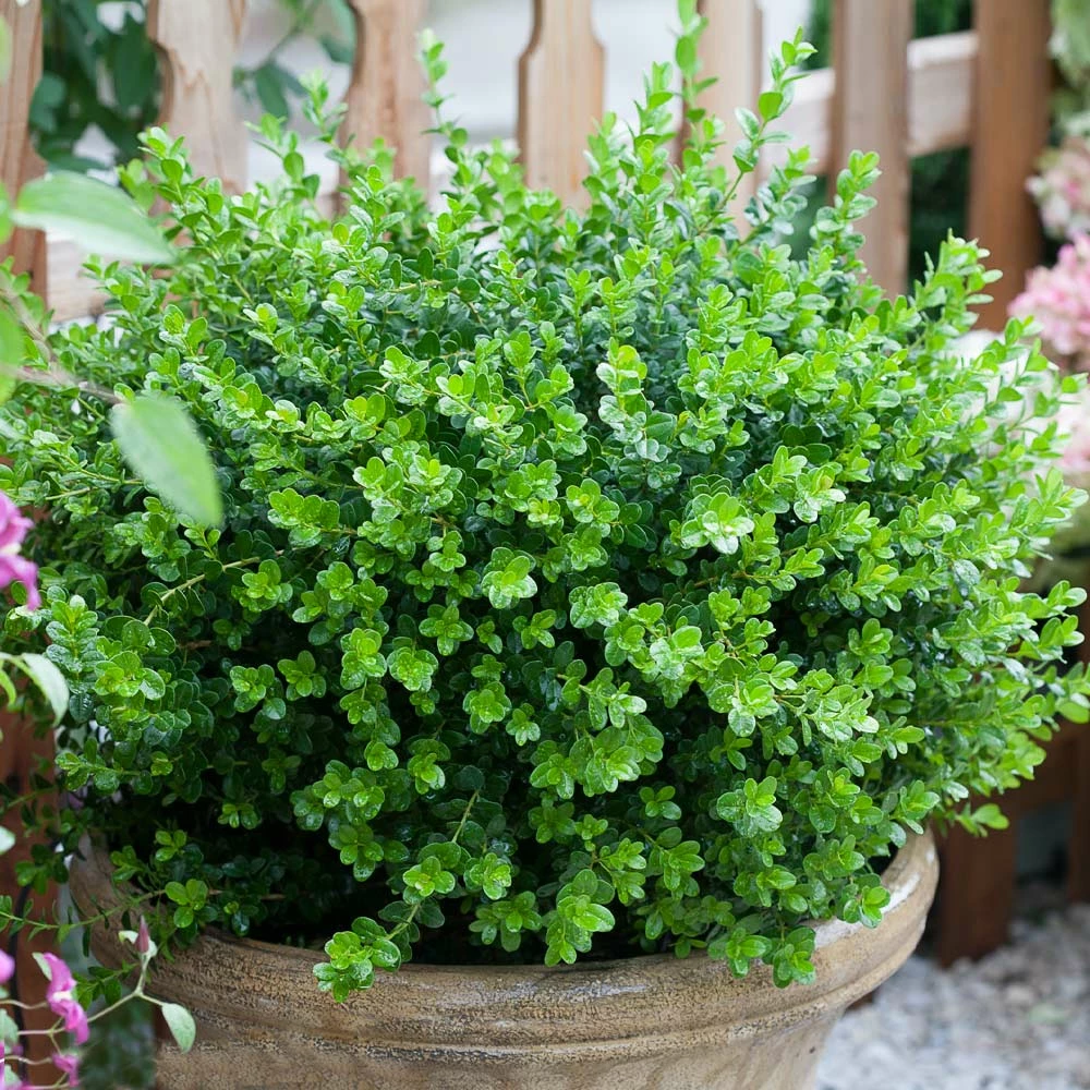 Fast Growing Trees Sprinter® Boxwood Shrub 6 Fast Growing Trees Sprinter® Boxwood Shrub