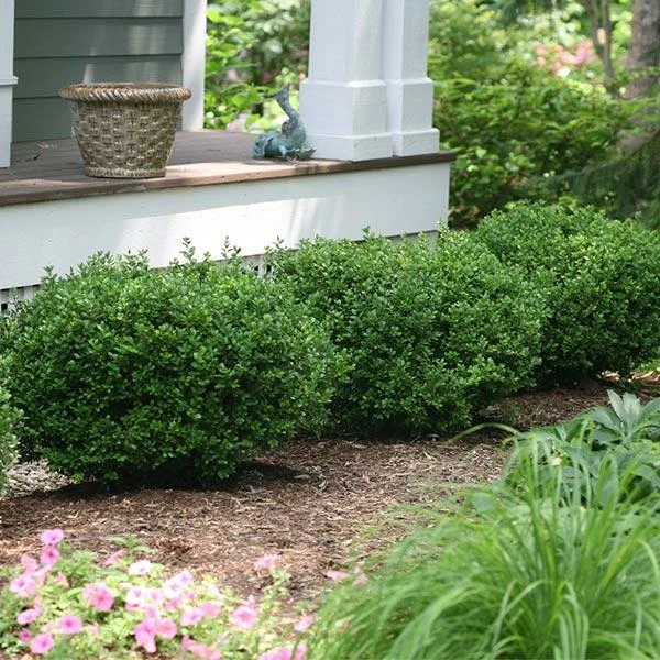 Fast Growing Trees Sprinter® Boxwood Shrub 3 Fast Growing Trees Sprinter® Boxwood Shrub