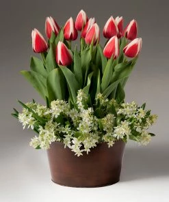 Fast Growing Trees Tabletop Bulb Gardens Red And White Tulips With Star Of Bethlehem