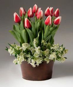 Fast Growing Trees Tabletop Bulb Gardens Red And White Tulips With Star Of Bethlehem