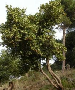 Fast Growing Trees Strawberry Tree See All Fruit Trees