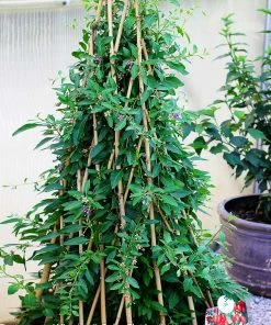 Fast Growing Trees See All Fruit Trees Sweet Lifeberry® Goji Berry