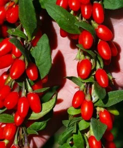 Fast Growing Trees See All Fruit Trees Sweet Lifeberry® Goji Berry