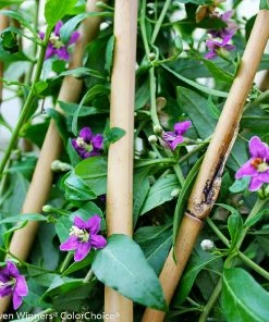 Fast Growing Trees See All Fruit Trees Sweet Lifeberry® Goji Berry