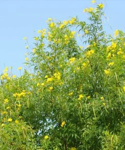 Fast Growing Trees Sundance Tecoma Deer Resistant Plants