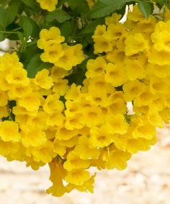 Fast Growing Trees Sundance Tecoma Deer Resistant Plants