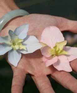 Fast Growing Trees Tuff Stuff Ah-Ha® Hydrangea Shrub