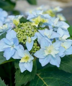 Fast Growing Trees Tuff Stuff Ah-Ha® Hydrangea Shrub