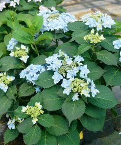 Fast Growing Trees Tuff Stuff Ah-Ha® Hydrangea Shrub