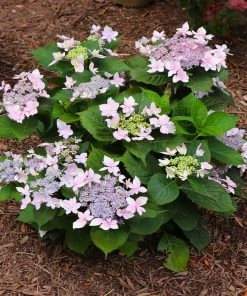 Fast Growing Trees Tuff Stuff Ah-Ha® Hydrangea Shrub