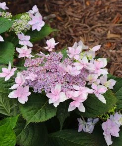 Fast Growing Trees Tuff Stuff Ah-Ha® Hydrangea Shrub