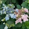 Fast Growing Trees Tuff Stuff Ah-Ha® Hydrangea Shrub